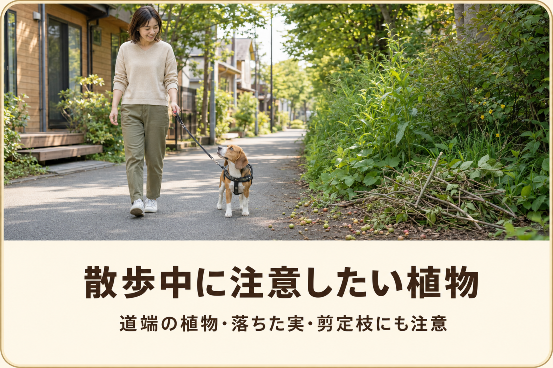 散歩中に犬が道端の植物や落ちた実と剪定枝を口にしないよう注意する飼い主